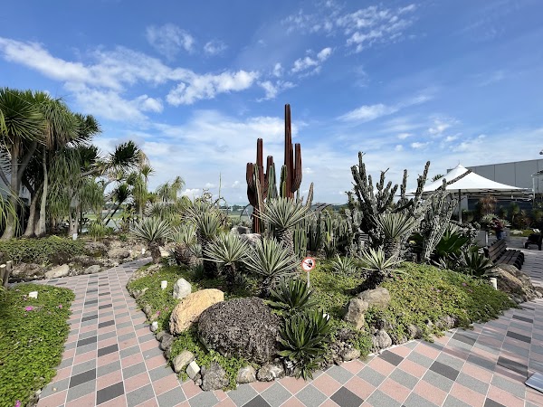 Cactus Garden 5