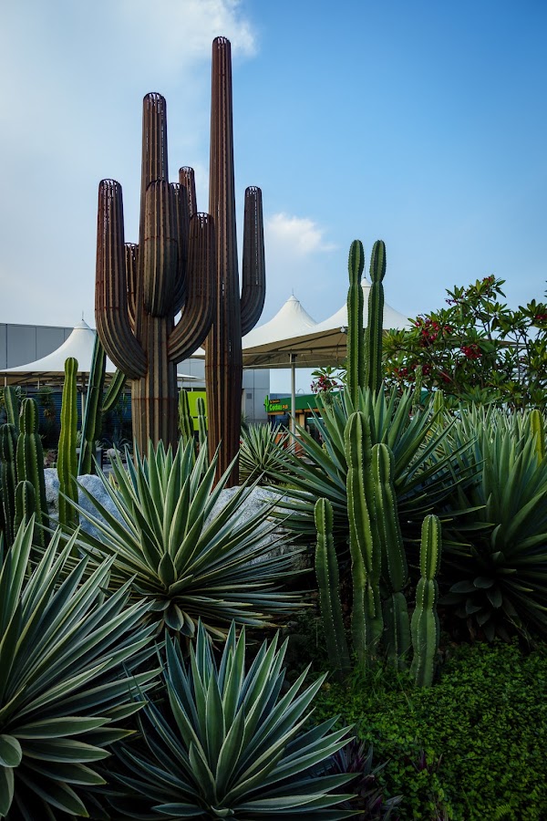 Cactus Garden 4