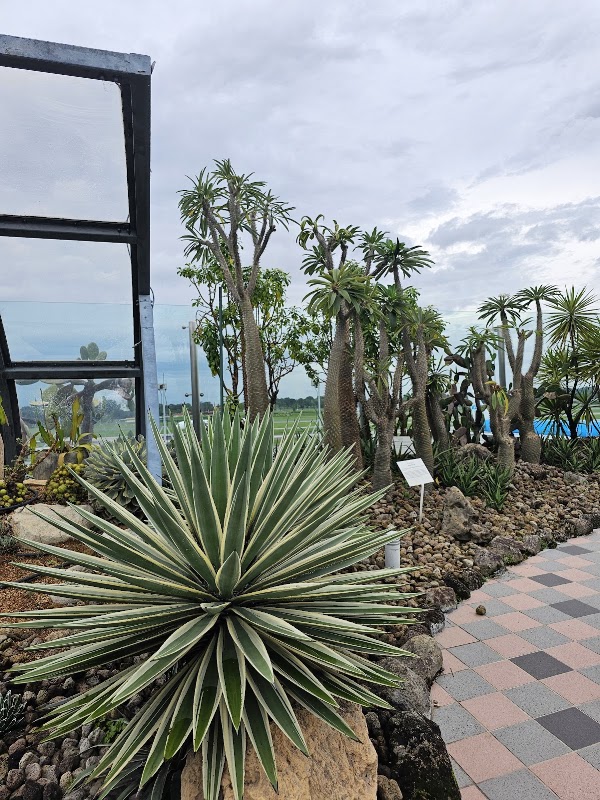 Cactus Garden 3
