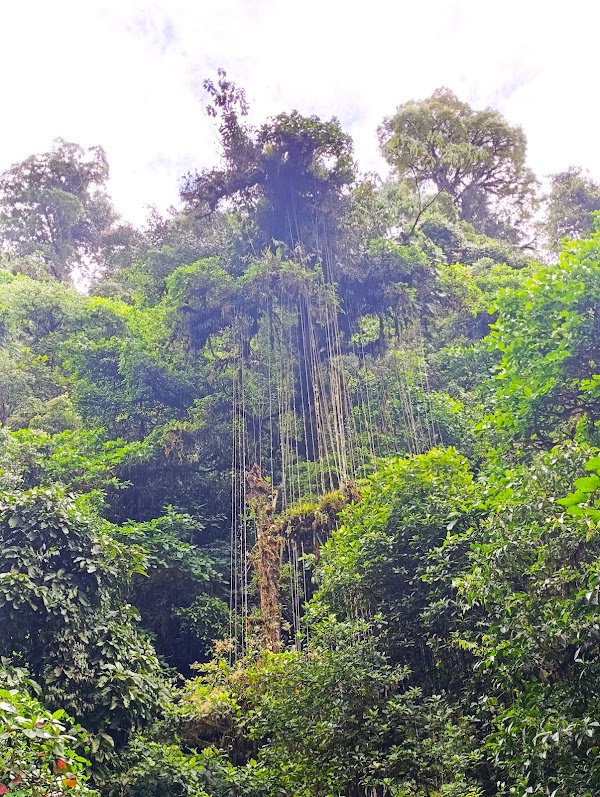 Cascada Bregue o Trueno de Agua 3
