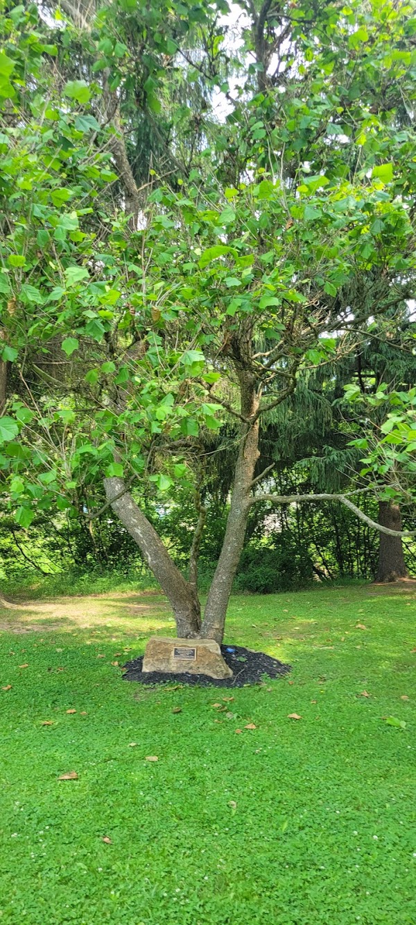 Coudersport Moon Tree 1