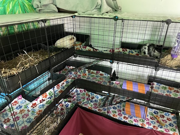Cavies & Cake