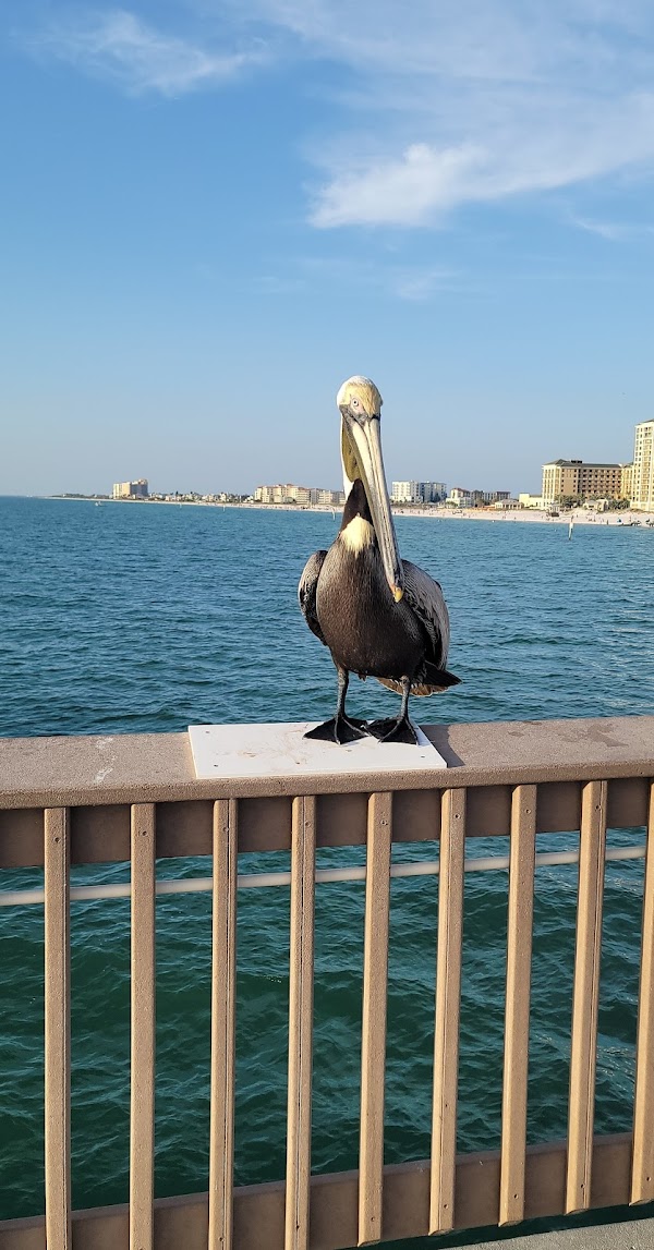 Pier 60 4