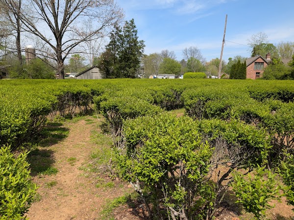 Harmonist Labyrinth 2