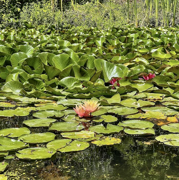 Sonoma Botanical Garden 5