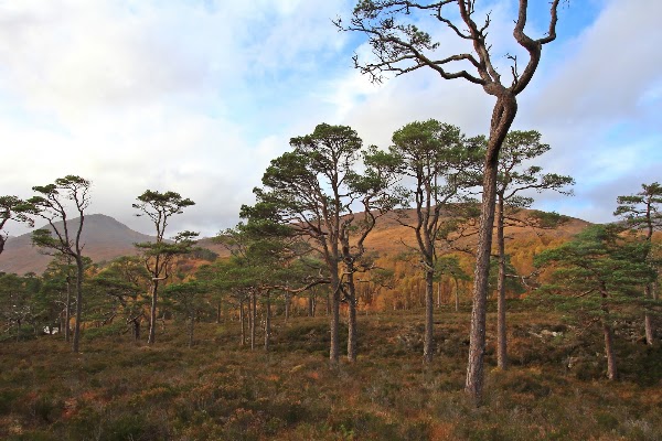 Glen Affric 3