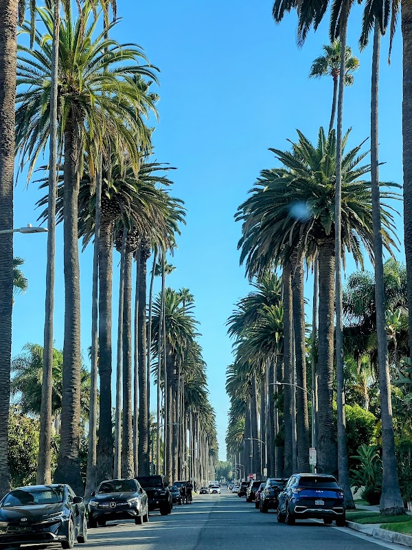 LA Palm Trees 1