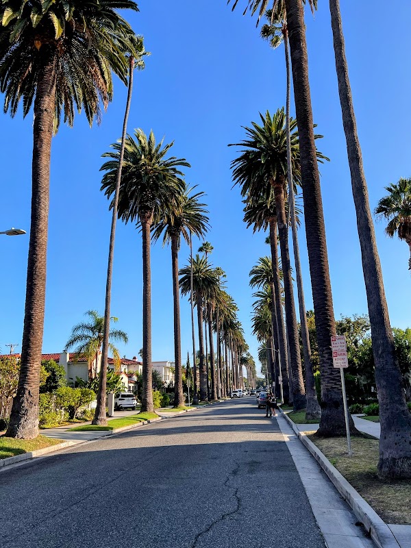 LA Palm Trees 4