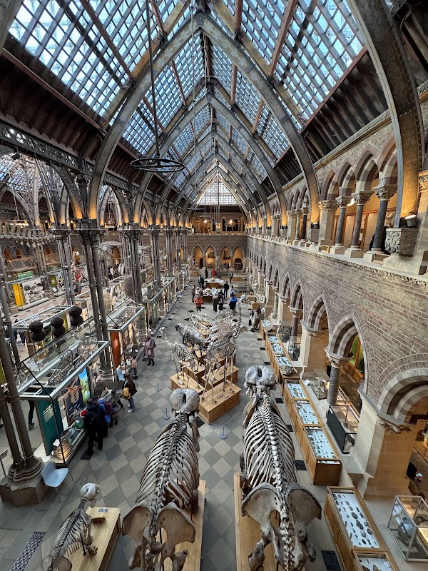 Pitt Rivers Museum 3