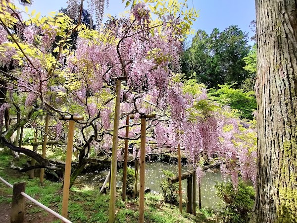 Manyo Botanical Gardens 5