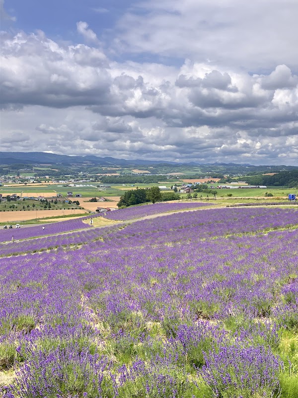 Hinode Park Lavender Garden