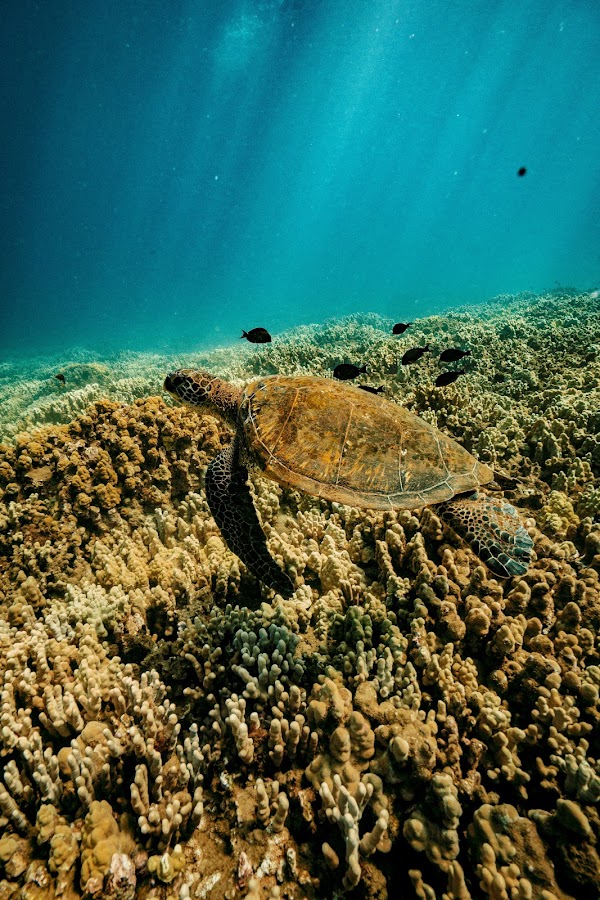 Molokini Crater 4