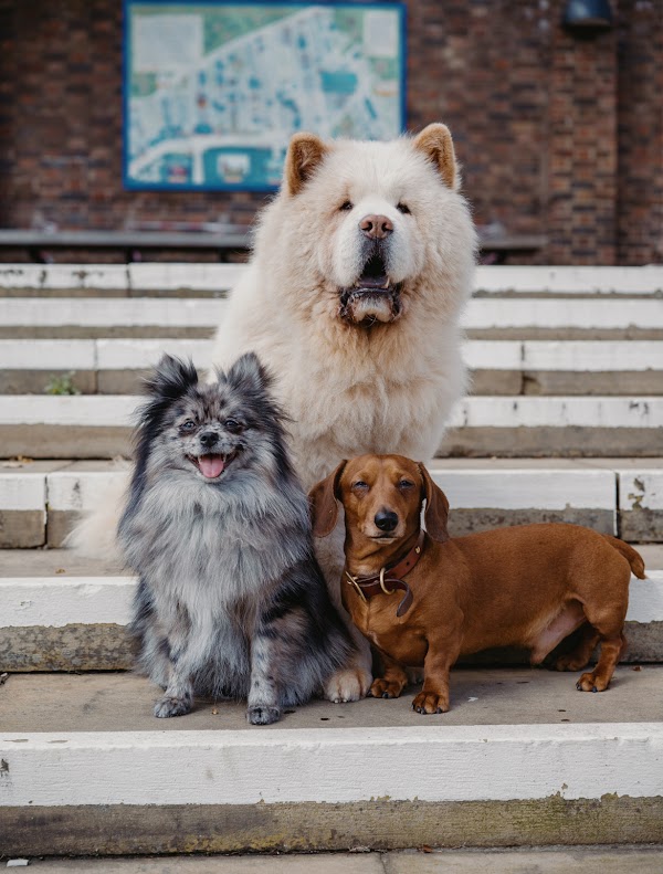 King's Dog Daycare