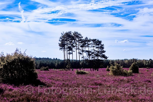 Misselhorner Heide