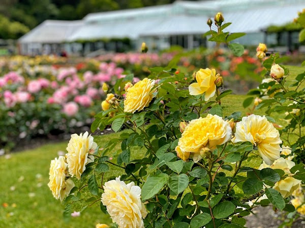 Lady Norwood Rose Garden 3