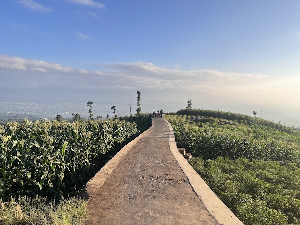 Terasering barugantung
