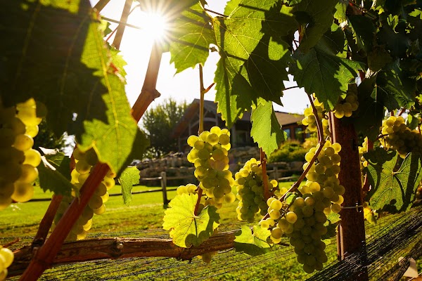 Stave & Stone Winery 1