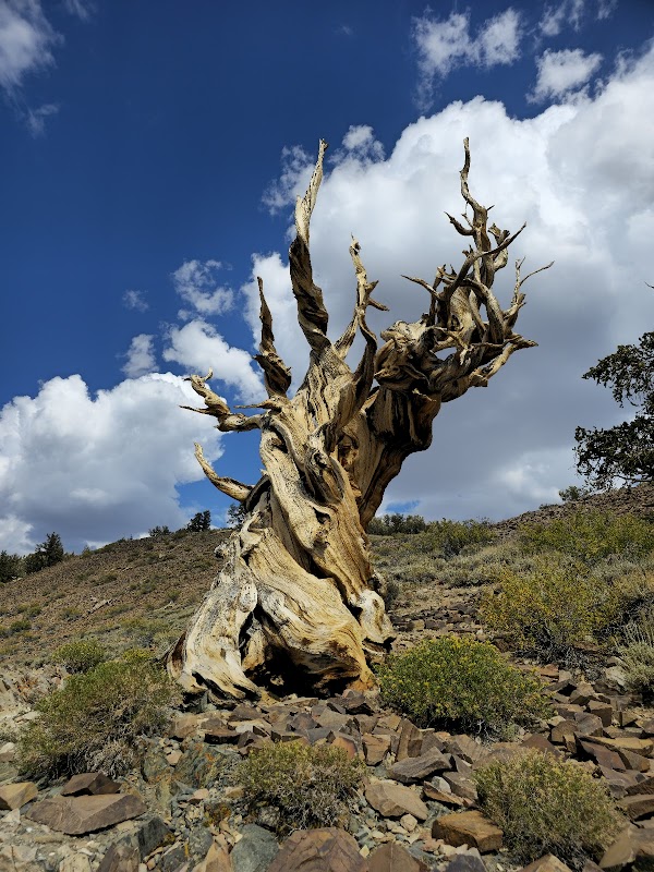 Ancient Bristlecone Pine Forest Visitor Center