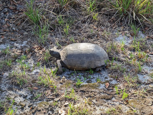 Little Manatee River State Park 3