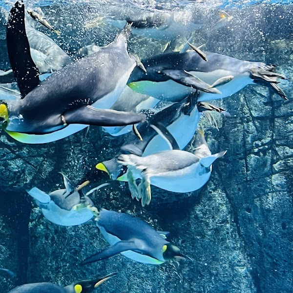 Yokohama Hakkeijima Sea Paradise 4