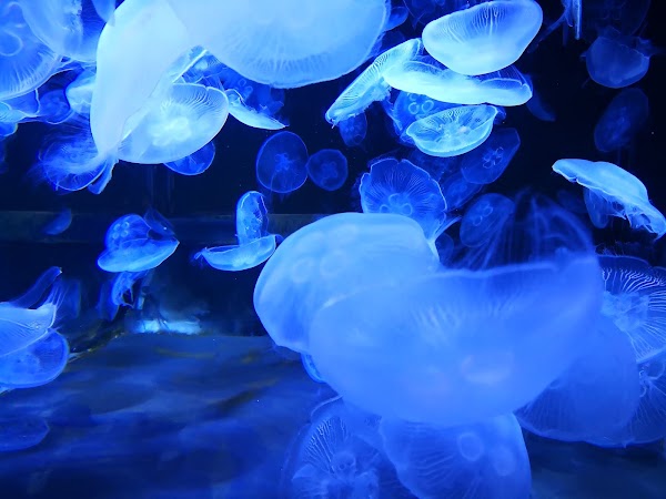 Yokohama Hakkeijima Sea Paradise 2