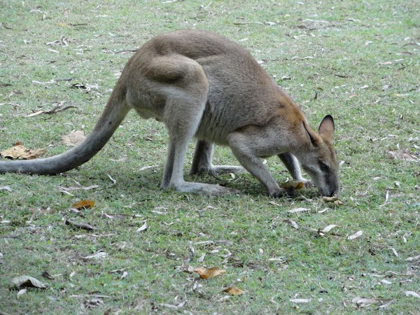 Cape Hillsborough 3