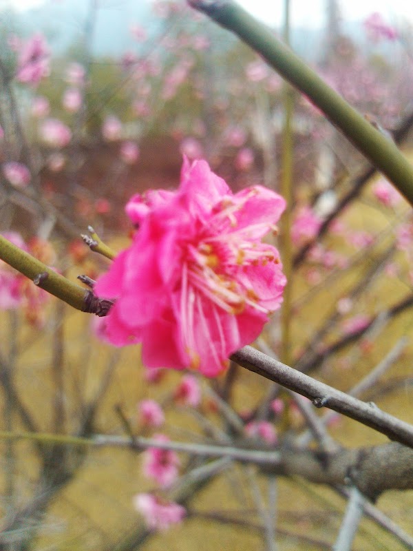 Xianghu Tourism Resort 3