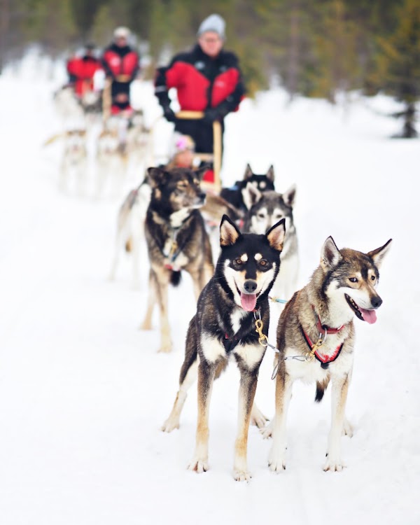 Erä-Susi Huskies