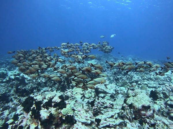 TOPDIVE Fakarava