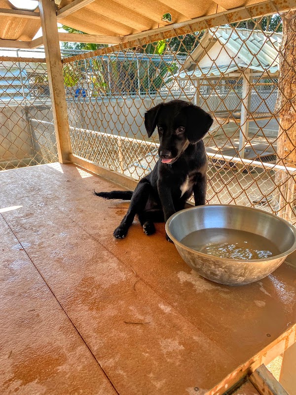 Soi Dog Foundation 2