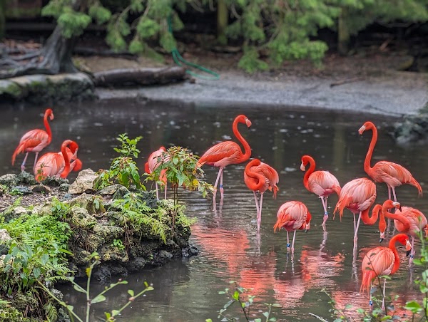 Ellie Schiller Homosassa Springs Wildlife State Park 5