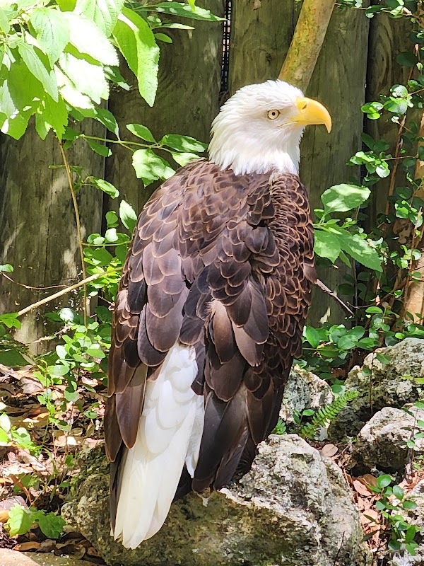 Ellie Schiller Homosassa Springs Wildlife State Park 4