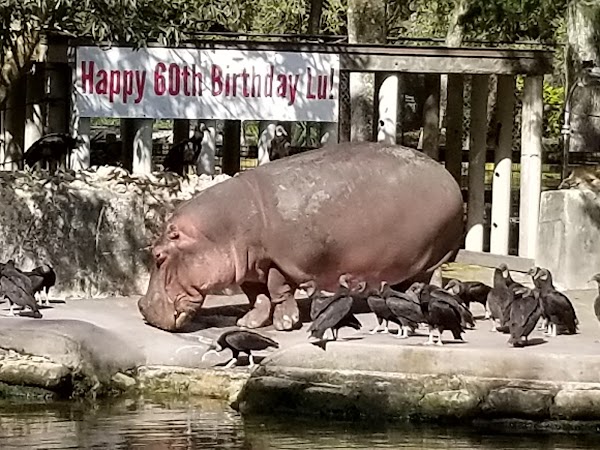Ellie Schiller Homosassa Springs Wildlife State Park 2