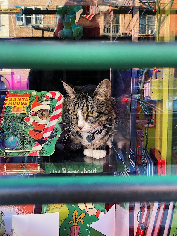 Pillow-Cat Books 4
