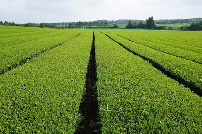 Green Tea Cave