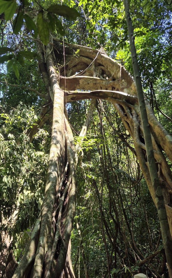 Klong Kla Jungle Trail 5