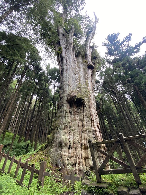 Xianglin Giant Tree