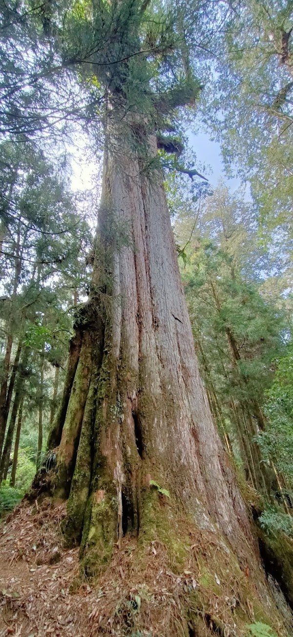Xianglin Giant Tree 5