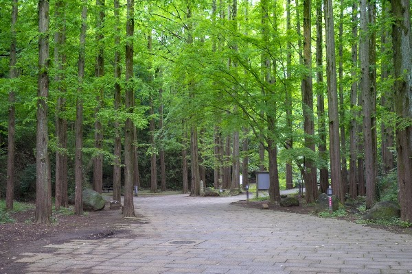 Ikuta Ryokuchi Park 5