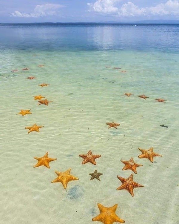 Starfish Beach 4