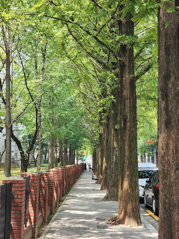 창원 가로수길