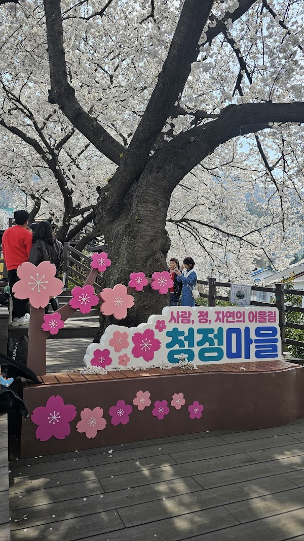 진사로벚꽃길 5