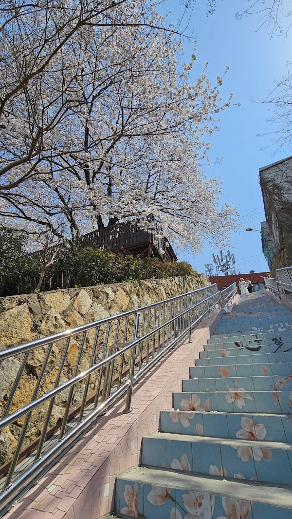 진사로벚꽃길 4