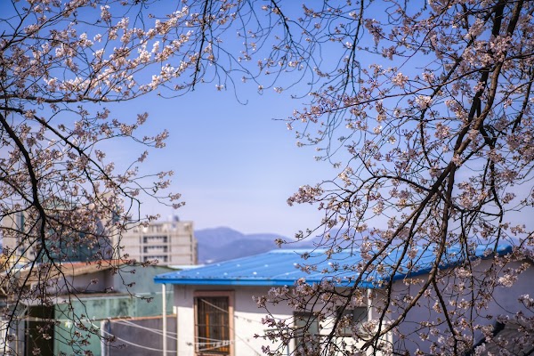 진사로벚꽃길 3