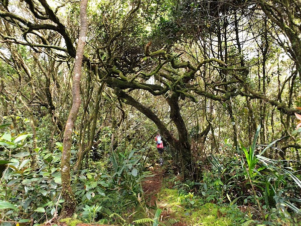 Gunung Lari Tembakau