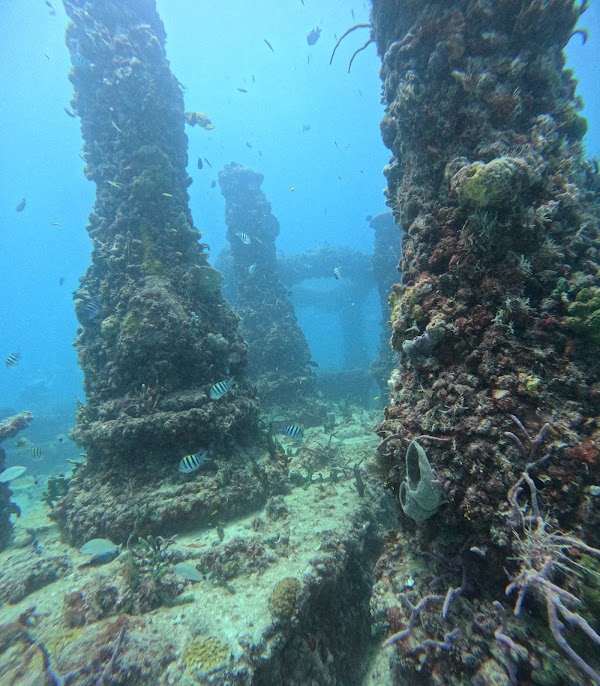 Neptune Memorial Reef 1