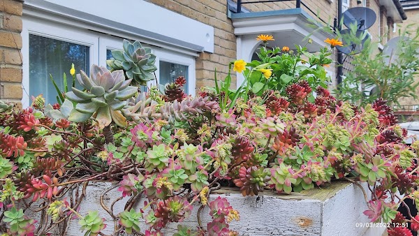 Peckham 1