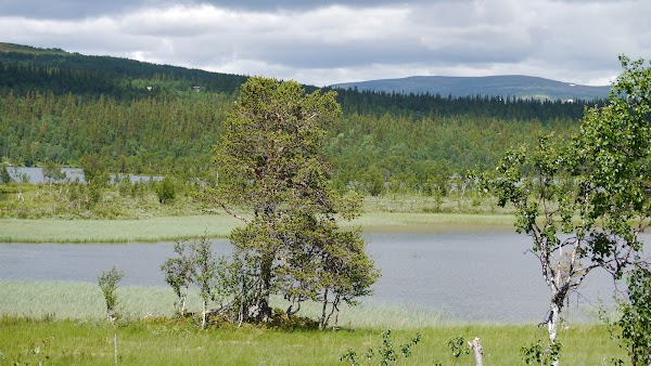 Ljungdalen