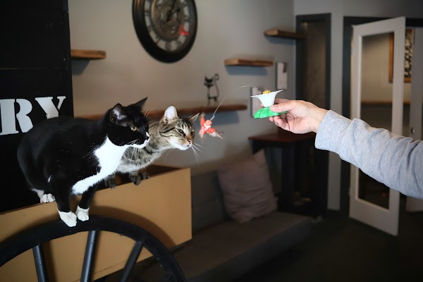 Coal Cats Cafe