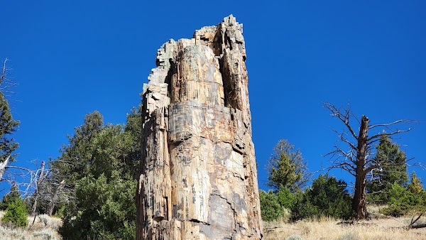 Petrified Tree